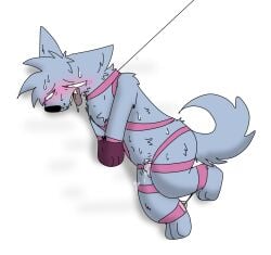 anthro balls blush bodily_fluids bondage bound canguuro canid canine canis chastity_cage chastity_device clothing collar cum domestic_dog drooling embarrassed fur genital_fluids genitals hair hi_res leaking_cum leash leashed_collar legs_tied male mammal nude on_ground open_mouth penis saliva simple_background solo submissive submissive_male sweat tail tongue tongue_out