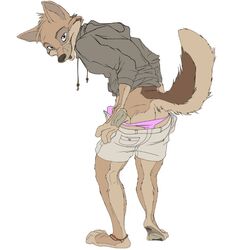 2014 anthro bulge canine clothing foxer421 fur furry hoodie looking_at_viewer looking_back male male_only mammal pants pants_down solo underwear undressing