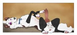 1boy 1femboy animal_anus animal_genitals animal_penis anus anus ass ass asshole balls belly_nipples black_leggings black_legwear black_stockings blue_collar border_collie canid canine canine_anus canine_genitals canine_penis canis claws cock collar collie dick digital_drawing_(artwork) digital_media_(artwork) disney disney_channel dog_collar dog_with_a_blog domestic_canine domestic_dog eyelashes eyeshadow fangs femboy femboy_feral femboy_focus femboy_only femboy_solo feral feral_focus feral_male feral_only flat_colors fluffy fluffy_fur fluffy_tail gay genitals hi_res high_resolution highres knotted_cock knotted_dick knotted_penis laying laying_on_back laying_on_floor leggings legwear looking_at_viewer lying lying_on_back lying_on_floor male male_canine male_dog male_feral male_focus male_only multicolored_body multicolored_fur nipples open_mouth open_smile painted_claws pawpads paws penis pink_anus pink_pawpads pink_penis psy101 purple_claws purple_eyeshadow simple_background smile smiling smiling_at_viewer solo solo_femboy solo_feral solo_focus solo_male solo_male spotted_balls stan_(dog_with_a_blog) stockings stomach_nipples tail tailhole toe_claws toes tongue tongue_out white_body white_fur zoophilia