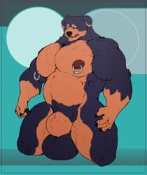 animal_genitalia anthro balls barazoku big_balls big_pecs big_sheath bullet_benson canid canine canis domestic_dog fullbodywolf genitals hi_res kneeling male mammal mastiff molosser musclegut muscular nipple_piercing nipples pecs piercing rottweiler sheath solo