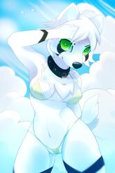 anthro canine castiell collar female fur furry green_eyes looking_at_viewer mammal navel pussy solo swimsuit