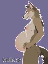 3:4 anthro areola ass belly big_belly big_nipples billybobjoey blush bodily_fluids breasts canid canine canis coyote erect_nipples flat_shading fur genitals green_eyes hi_res intersex lactating leaking_milk male male_lactation male_pregnancy mammal milk neck_tuft nipples nude outline pregnant pregnant_male progression series side_view simple_background solo tail text tuft vector worried worried_face worried_look