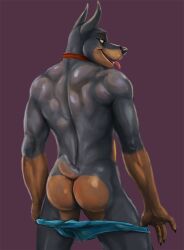 anthro ass black_body black_fur black_nose bleakcat brown_body brown_fur canid canine canis clothed clothing collar collar_only dobermann domestic_dog fur klaus_doberman_(character) looking_back male mammal multicolored_body multicolored_fur nude nude_anthro nude_male partially_clothed pinscher presenting presenting_hindquarters short_tail simple_background solo tail tongue tongue_out two_tone_body two_tone_fur underwear underwear_down undressing