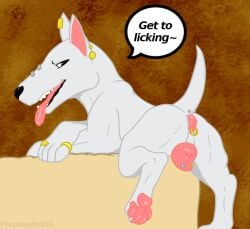 anal_piercing animal_genitalia animal_pussy boaz_(darkmare) bull_terrier canid canine canine_genitalia canine_pussy canis dialogue digit_ring domestic_dog feet female feral genital_piercing genitals hunting_dog jewelry mammal muscular muscular_female pawpads perpetuate303 piercing pussy pussy_piercing ring solo teeth_showing terrier toe_ring toes tongue tongue_piercing