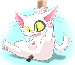 3_toes anal anal_sex ball cute_fangs daijin_(suzume) domestic_cat feet felid feline felis genitals hi_res male mammal penetration penis restrained restraints solo spread_legs spreading tawa_1908 toes