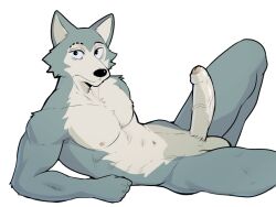 anthro athletic athletic_anthro athletic_male balls beastars erection fur genitals grey_body grey_fur hi_res humanoid_genitalia humanoid_penis jrjresq legoshi_(beastars) lying male male_only on_back penis solo