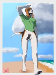 absurd_res anthro balls beach beagle bottomless brown_body brown_fur canid canine canis clothed clothing cloud domestic_dog flaccid floppy_ears foreskin front_view fur genitals hi_res humanoid_genitalia humanoid_penis hunting_dog male mammal outside penis scent_hound seaside sinningfox sky solo t-shirt_only walking white_body white_fur