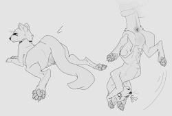 anus ass feral forced_exposure forced_presentation gulonine hi_res looking_at_viewer looking_back male mammal marten monochrome mustelid musteline null_bulge paws picked_up pine_marten presenting presenting_hindquarters raised_tail servali_sketch solo solo_focus tail tail_grab upscaled