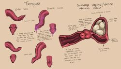 absurd_res bodily_fluids cervix description egg english_text female genitals hi_res internal internal_vaginal itsymitsy kobold long_tongue model_sheet monophallia penis penis_tongue pussy saliva text tongue unusual_anatomy unusual_bodily_fluids unusual_cervix unusual_genitalia unusual_genitalia_placement unusual_penis_placement unusual_pussy unusual_saliva uterus