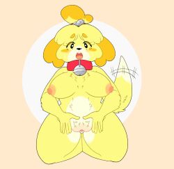 <3_eyes animal_crossing anthro areola bell bell_collar big_breasts black_eyes blush blush_stickers breasts canid canine canis chest_tuft collar dipstick_tail domestic_dog eyelashes female fur genitals heart isabelle_(animal_crossing) kneeling looking_at_viewer mammal markings nintendo nipples open_mouth orange_body orange_fur pink_areola pink_nipples pussy shih_tzu shoomoo simple_background solo tail tail_markings tail_motion tailwag tan_background thick_thighs toy_dog tuft white_background white_body white_fur wide_hips yellow_body yellow_fur