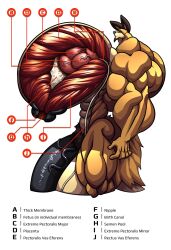 abs anthro balls big_balls big_penis canid canine canis diagram genitals hi_res huge_balls huge_biceps huge_cock hybrid hyper hyper_balls hyper_genitalia hyper_pecs hyper_penis lagomorph leporid male mammal muscular muscular_anthro muscular_male penis rabbit solo vein what wolf wolfie_canem wolfiecanem x-ray_vision