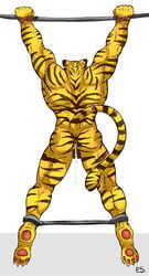 2013 anal anthro anus back balls biceps bondage bound cum cum_in_ass cum_inside epic_soul feline furry male male_only muscles no_humans nude pawpads paws plain_background solo spread_legs spreader_bar spreading stripes tiger white_background yellow_body