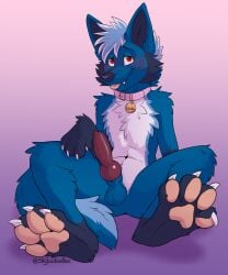 absurd_res animal_genitalia animal_penis anthro blue_body blue_fur canid canine canine_genitalia canine_penis canis claws clicky collar coyote fur genitals hi_res male male_only mammal pawpads paws penis red_eyes skylardoodles solo