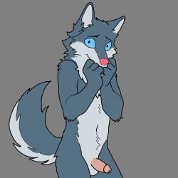 1boy anthro anthro_only blue_eyes erect_penis furry furry_ears furry_male furry_only furry_tail gray_background male male_focus male_only naked shy simple_background small_penis solo solo_anthro solo_focus solo_male two_tone_body two_tone_fur wolf wolf_boy wolf_ears wolf_tail
