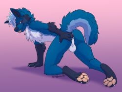 anthro backsack balls blue_body blue_fur canid canine canis clicky coyote fur genitals hi_res male mammal pawpads paws red_eyes skylardoodles solo