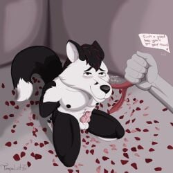 2025 anthro canid canine day fox genitals hi_res leash male male/male mammal penis tempalust valentine's