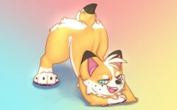 anthro anthro_only bedroom_eyes corgi corgi_(corgicam) corgicam femboy furry furry_only horny jack-o_pose male orange_body orange_fur suggestive tail