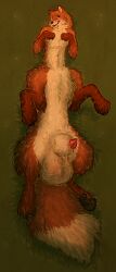 animal_genitalia balls big_balls big_sheath bodily_fluids brown_body brown_fur canid canine canine_genitalia digital_media_(artwork) dripping fox fur genital_fluids genitals hi_res lying male mammal on_back open_mouth orange_body orange_fur pawpads penis penis_tip precum precum_drip sheath simple_background solo spread_legs spreading tailtufts taur tongue white_body white_fur