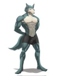 anthro beastars bulge canid canine canis clothing embarrassed hi_res legoshi_(beastars) male male/male male_only mammal muscular muscular_male pinup pose redarvie speedo swimwear wolf