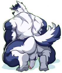 1boy 1male animal_ear_fluff animal_ears ass ass_focus back bara blue_doggo_(ttn) blue_fur blue_hair broly_culo dog_boy dog_ears erection full_body gay gay_male highres large_pectorals looking_back male male_focus male_only muscular muscular_male original pectorals presenting short_hair solo squatting tagme thick_eyebrows thick_thighs thighs ttn_(239_239) two-tone_fur uncensored white_fur