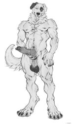 absurd_res anthro arm_on_leg balls belly big_feet big_knot black_claws black_markings canid canine canis chains claws curl_tail dew_claws digital_media_(artwork) digitigrade domestic_dog feet genitals hi_res holding_knot_root jenklin_(character) kangal knot livestock_guardian_dog male mammal markings molosser monochrome mountain_dog muscular neck_tuft nipples pastoral_dog pink_paws saggy_balls shepherdart simple_background smile smiling_at_viewer solo spots spotted_belly teasing_viewer tuft white_background white_body