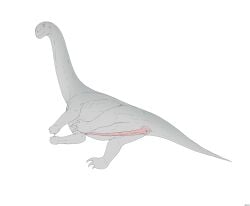 2024 absurd_res animal_genitalia anus ass camarasaurid camarasaurus claws cloaca cloacal_penis countershading digital_media_(artwork) dinosaur erection feral genitals grey_body hi_res long_neck long_penis looking_back lying male on_side penis pink_cloaca pink_penis prehistoric_species reptile sauropod sauropodomorph scalie seminal_groove simple_background solo tail three-quarter_view white_background zw3