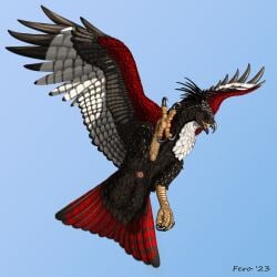 2023 absurd_res accipitrid accipitriform ambiguous_gender animal_genitalia avian bird brown_body brown_feathers cloaca feathers female_(lore) feral ferobird flying genitals hi_res hybrid osprey red_body red_feathers simple_background white_body white_feathers