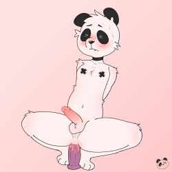 anal anal_masturbation anal_sex anthro anus balls bear blush bodily_fluids body_blush choker closed_eyes dildo dildo_in_ass dildo_insertion dildo_sitting elponda erection fur genital_fluids genitals giant_panda hands_behind_back hi_res humanoid_genitalia humanoid_penis jewelry lube male mammal masturbation necklace object_in_ass paws penetration penis perineum precum sex_toy sex_toy_in_ass sex_toy_insertion solo struggling_to_fit sweat tagme toying_self white_body white_fur x_nipples