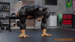 1boy abs animated anthro biceps bulge canine clothed dobermann domestic_dog drboumboom32 flapcats gym hi_res male male_only mp4 muscular no_sound not_porn push_ups short_playtime solo tagme training valorlynz video