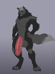 anthro balls big_balls big_penis canid canine canis dire_wolf flaccid foreskin genitals huge_balls huge_cock kuroran male mammal muscular muscular_male penis solo stormtooth vein veiny_balls veiny_penis