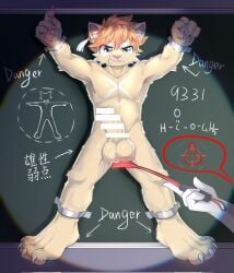 anthro balls bondage censored chalkboard clenched_teeth cuff_(restraint) disembodied_hand ear_piercing ear_ring english_text erection front_view genitals grey_hair hair hi_res humanoid_genitalia humanoid_penis male mammal nude pawpads penis piercing restraints ring_piercing shackles solo spread_eagle standing teeth text yellow_body yellow_eyes zhuki_(artist)