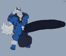 balls cabbyjo furry huge_balls huge_cock hyper hyper_balls hyper_genitalia hyper_penis hyper_testicles kris_(aolun) male male_only muscles muscular muscular_arms muscular_male muscular_thighs penis testicles