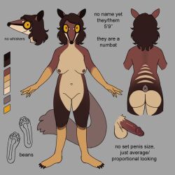 2023 a-pose ambiguous_gender anthro areola ass balls breasts claws dasyuromorph featureless_crotch genitals grey_background hadmyway hadmyway_(fursona) hair long_hair looking_at_viewer mammal marsupial model_sheet multicolored_body navel nipples nonbinary_(lore) numbat pawpads paws penis pose simple_background solo standing yellow_sclera