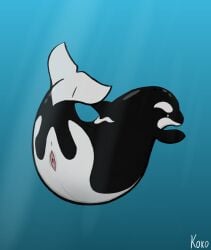 animal_genitalia animal_vulva anus ass ass_up cetacean cetacean_genitalia cetacean_vulva dolphin female feral genital_slit genitals kokosik looking_at_viewer mammal marine multicolored_body oceanic_dolphin orca presenting presenting_hindquarters presenting_vulva raised_tail sea solo spread_slit tail toothed_whale vulva water