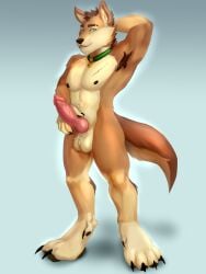 absurd_res anthro blue_eyes cain_the_dingo canid canine canis collar dingo genitals hand_behind_head hi_res holding_penis inviting jackartist knot large_paws looking_at_viewer male male/male mammal muscular muscular_anthro muscular_male paws penis presenting smile smirk solo standing