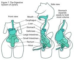 1boy alien alien_humanoid anthro balls ballsack bladder copyright_request diagram english_text esophagus femboy front_view full_stomach gallbladder genitals green_flesh guts head_tuft humanoid humanoid_genitalia humanoid_penis internal intestines liver male male_focus male_only model_sheet organs pear-shaped_figure penis prostate scrotum solo solo_focus stomach stomach_(organ) testicles text tuft urethra wide_hips zyneru zyneru_(character)