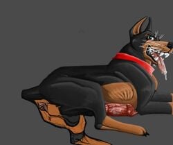 canine doberman canine feral gay gdane klaus male penis