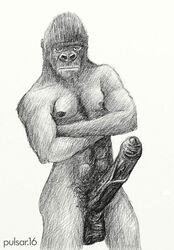 2007 balls crossed_arms erection gorilla male male_only mammal nipples penis plain_background primate pulsar simple_background white_background