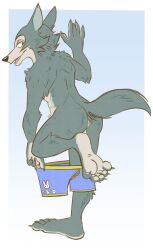 anthro anus balls barely_visible_balls barely_visible_genitalia beastars blue_clothing blue_underwear canid canine canis clothing dressing fur genitals grey_body grey_fur hi_res legoshi_(beastars) looking_back male mammal rear_view solo solo_focus tbid underwear wolf