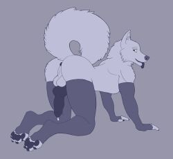 absurd_res all_fours animal_genitalia animal_penis anthro anus arm_warmers armwear artist_request ass backsack balls bodily_fluids canid canine canine_genitalia canine_penis canis clothing cum domestic_dog dripping feet fluffy fluffy_tail genital_fluids genitals hi_res husky jacob_the_mistake-ob legwear looking_back male mammal nordic_sled_dog paws penis precum precum_drip raised_tail solo solo_focus spitz tail thigh_highs toes tongue tongue_out