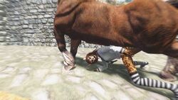 3d discombobulation equine feline horse horsecock khajiit penis skyrim socks the_elder_scrolls video_games zoophilia