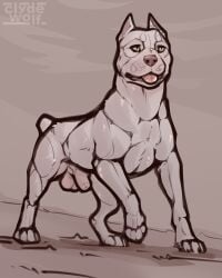 4:5 animal_genitalia balls canid canine canis clyde_wolf digital_media_(artwork) domestic_dog feral fur genitals male mammal muscular muscular_male nude pit_bull sheath simple_background solo tail tongue tongue_out