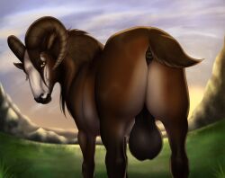 anus backsack balls big_balls bovid caprine feral genitals hi_res horn looking_at_viewer looking_back looking_back_at_viewer male mammal morrigan_the_marwari quadruped rear_view sheep solo tail