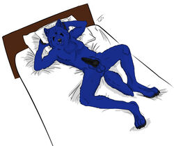 anthro balls bed black_penis blue_wolf canine fur furry karlos knot lying male_only penis spread_legs spreading tuulisusi wolf