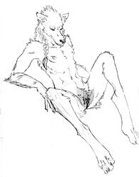 anthro autumncitynights braids canine female fur furry nude on_back realistic sketch solo spreading wiry wolf