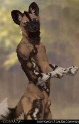 african_wild_dog animal_genitalia anthro attached_sheath balls biped black_nose canid canine conway_(game) eyewear fully_sheathed fur genitals glasses looking_at_viewer male mammal nomax nomax_(character) nude outside sheath simple_background solo tail text url