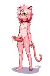 alpha_channel animal_genitalia animal_humanoid anthro balls bodily_fluids claws collar collar_only cum domestic_cat felid feline felis female fur genital_fluids genitals gynomorph hair hi_res humanoid intersex leaking_cum mammal nude penis pink_body pink_fur pink_hair sheath simple_background solo standing tail toa_(twinkle_bomb) trans_(lore) trans_woman_(lore) transparent_background twinkle_bomb