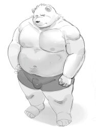 2023 anthro bear bulge clothing hi_res humanoid_hands kemono male mammal moobs nipples overweight overweight_male simple_background solo sv_grart underwear white_background