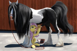 balls blue_eyes cum cum_in_mouth cum_inside equine erection fellatio female feral fluttershy_(mlp) friendship_is_magic gypsy_vanner hair horse horsecock interspecies lostdragon01 male my_little_pony open_mouth oral oral_sex orgasm penis pink_hair pony sex straight swallowing van zoophilia