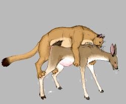 anus balls cervine cougar deer dewclaw_hooves doggy_style duo fallow_deer felid feline female female_penetrated feral feral_on_feral feral_penetrated feral_penetrating feral_penetrating_feral forced from_behind_position genitals grey_background hooves interspecies jeffusherb male male/female male_penetrating male_penetrating_female mammal nipples penetration penile_spines penis predator/prey predator_penetrating_prey pussy rape scut_tail sex short_tail simple_background tail vaginal_penetration vaginal_penetration